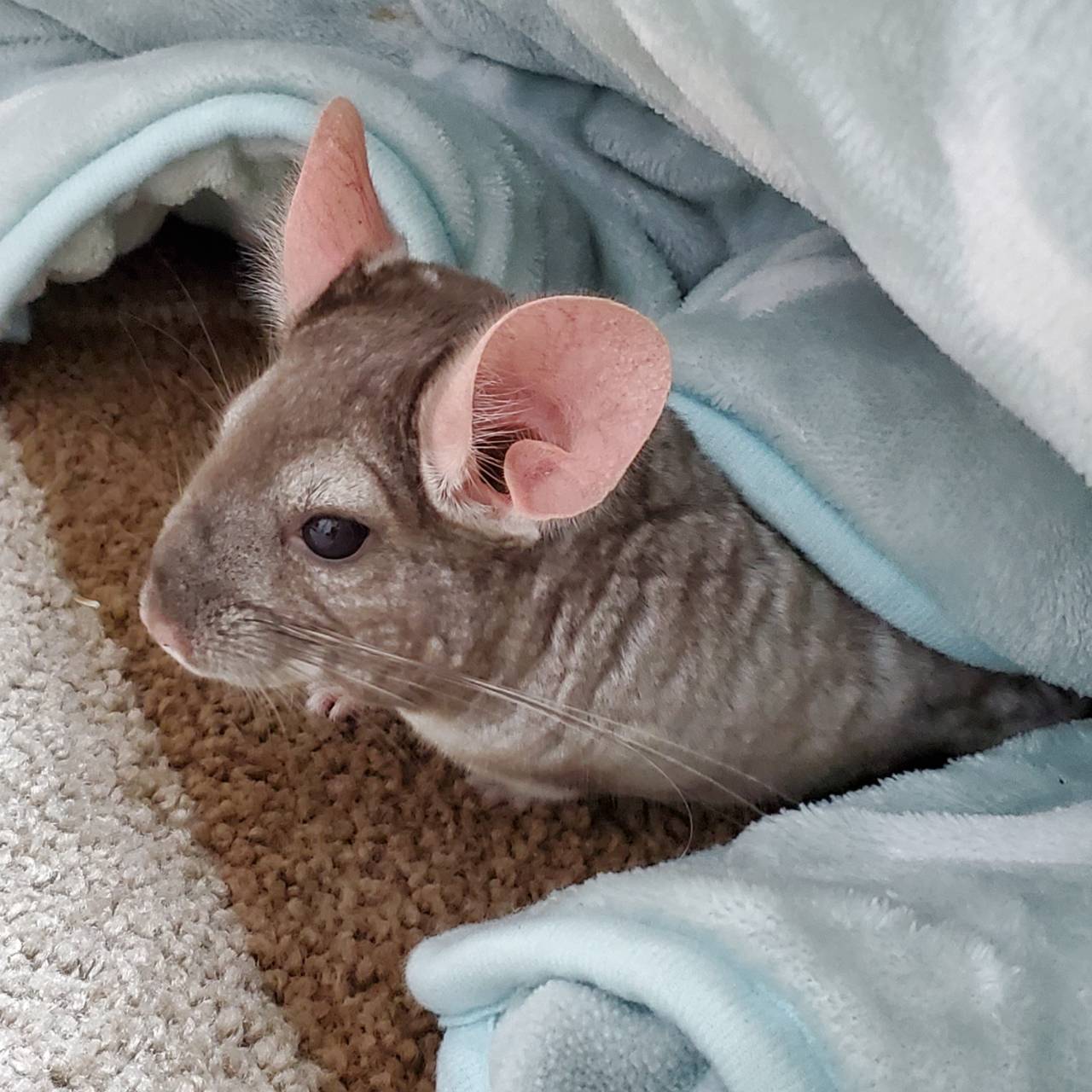 ベッドに横たわるチンチラの写真 画像素材 Snapmart スナップマート